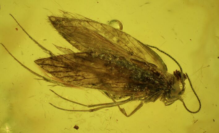 Fossil Flies (Diptera) & Butterfly (Lepidoptera) In Baltic Amber #58064